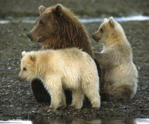 пазл Медведь семьи